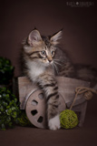 koty kocięta norweskie leśne, kociaki z rodowodem, kocięta na sprzedaż