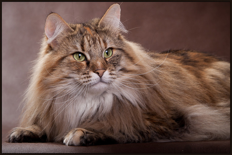 IC ETU IGMU Kiyo'Kag*PL